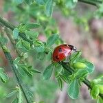 Cytisus scoparius Листок