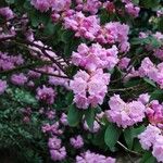 Rhododendron oreodoxa Flors