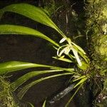 Maxillaria endresii Other