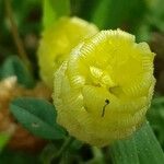 Trifolium campestre फूल