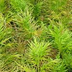 Selaginella pallescens Агульны выгляд