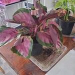 Calathea roseopicta Hoja