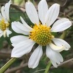Montanoa bipinnatifida Λουλούδι