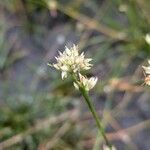 Rhynchospora alba Flower