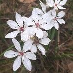 Burchardia umbellata 花