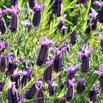 Lavandula stoechas Blüte