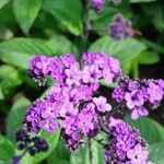 Heliotropium arborescens Cvet