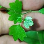 Saxifraga cymbalaria Leaf