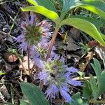 Hydrophyllum capitatum Flower