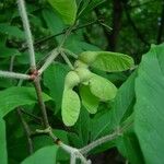 Acer maximowiczianum Fruit