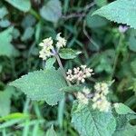 Ageratina altissimaFlor