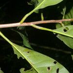 Elaeoluma glabrescens 树皮
