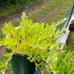 Sedum sarmentosum 葉