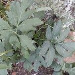 Rudbeckia laciniata Leaf