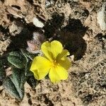 Helianthemum marifolium Lapas