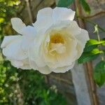 Rosa alba Flower