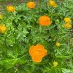 Trollius asiaticus Žiedas