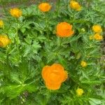 Trollius asiaticus Kvet