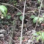Chiococca alba പുറംതൊലി