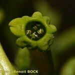 Nicotiana paniculata Flower