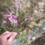 Dianthus virgineus 花