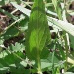 Viola pumila Leaf