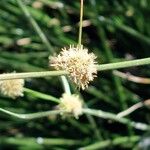 Scirpoides holoschoenus Flower