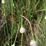 Allium sativum Плод