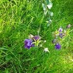 Aquilegia vulgarisFlower