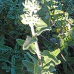 Salvia sonomensis 整株植物