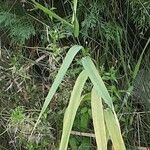 Phalaris arundinacea Blatt