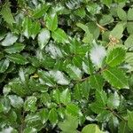 Ilex meserveae Folha