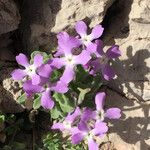 Matthiola tricuspidata Flower