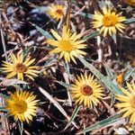 Carlina racemosa Fiore