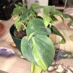 Philodendron cordatum Yaprak