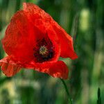 Papaver rhoeas Flower