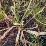 Drosera filiformis Συνήθη χαρακτηριστικά