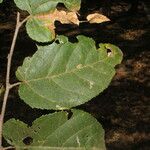 Guazuma ulmifolia Fuelha
