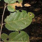 Guazuma ulmifolia Leaf