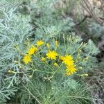 Sonchus capillaris 花