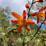 Crocosmia × crocosmiifloraᱵᱟᱦᱟ