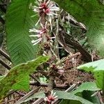 Ixora aoupinieensis Natur