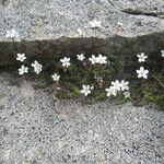 Arenaria balearica Hábito