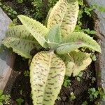 Kalanchoe gastonis-bonnieri Ліст