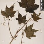 Acer caudatum Ostatní