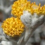 Otanthus maritimus Flower
