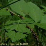 Carex appropinquata Cvet