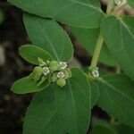 Euphorbia parviflora 整株植物