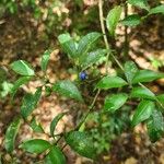 Psychotria suterella Hoja