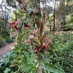 Acanthus sennii Kukka